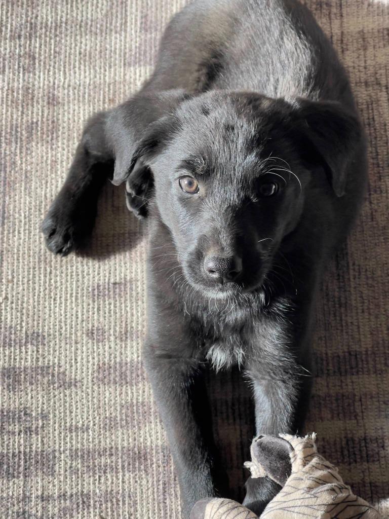 GEORGIE, Adoptable, Puppy Female Labrador Retriever & Poodle.