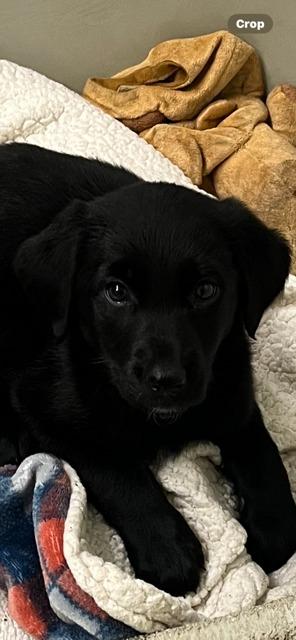 Enlarge GEORGIE, a Adoptable mixed breed in Newaygo, MI image 2/2