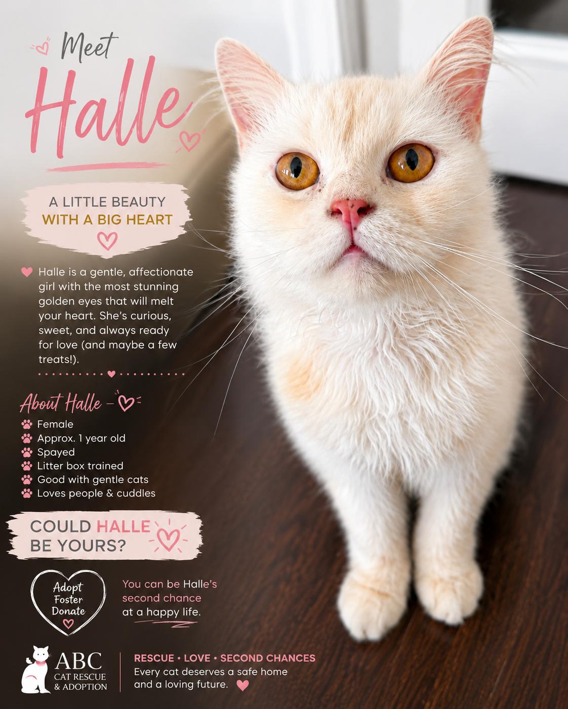 Halle - Yu Lan, adopted, Young Female Siberian & Persian.