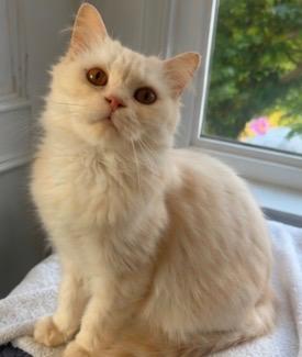 Halle - Yu Lan, an adopted mixed breed in Brampton, ON image 3/5