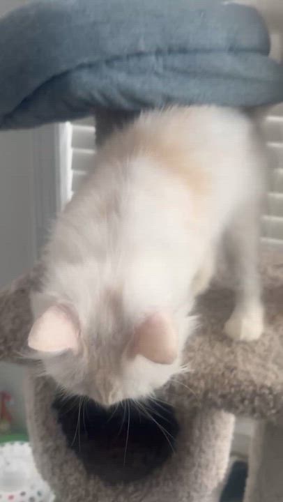 Enlarge Halle - Yu Lan, an adopted mixed breed in Brampton, ON video 4/5