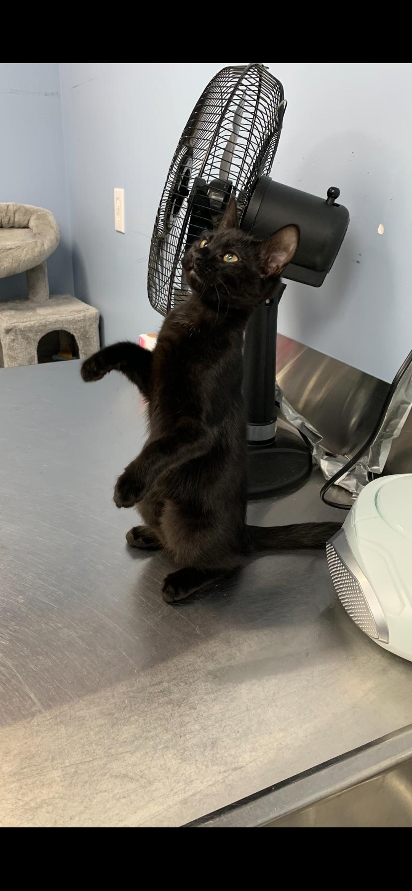 Ginny, an adoptable Domestic Short Hair in Brooks, AB, T1R 1B2 | Photo Image 3