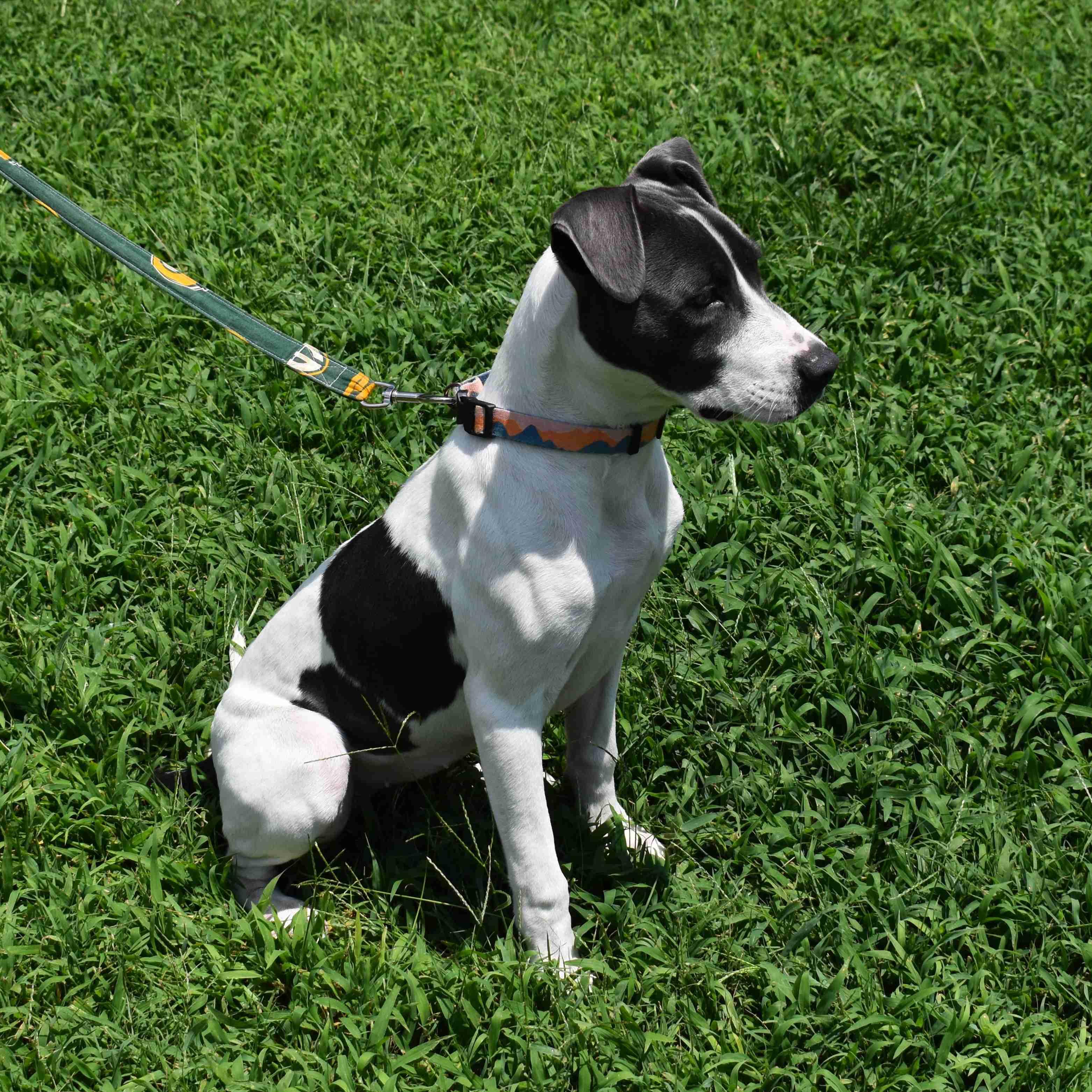 Enlarge Thelma, a ADOPTABLE mixed breed in Searcy, AR image 6/6