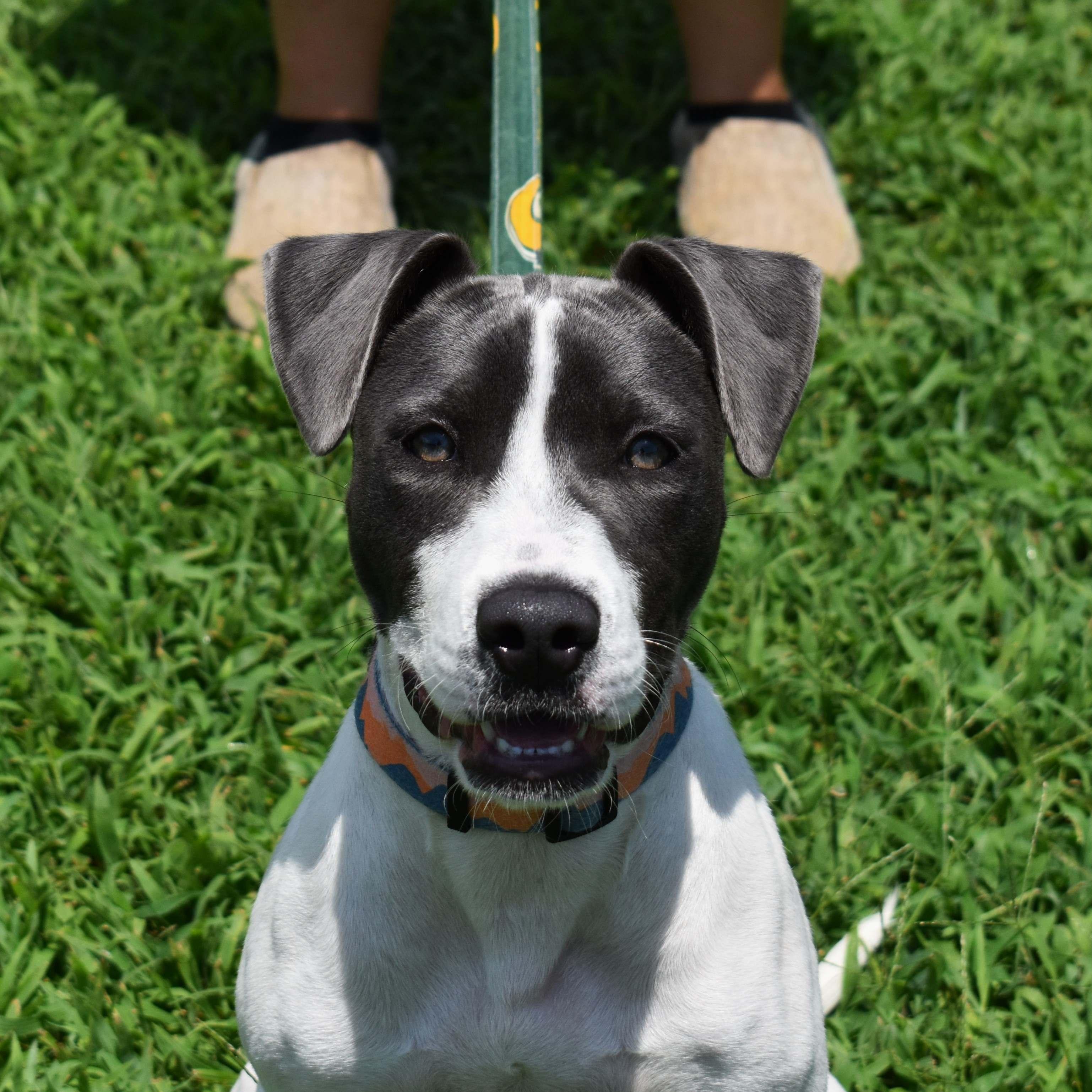 Enlarge Thelma, a ADOPTABLE mixed breed in Searcy, AR image 4/6