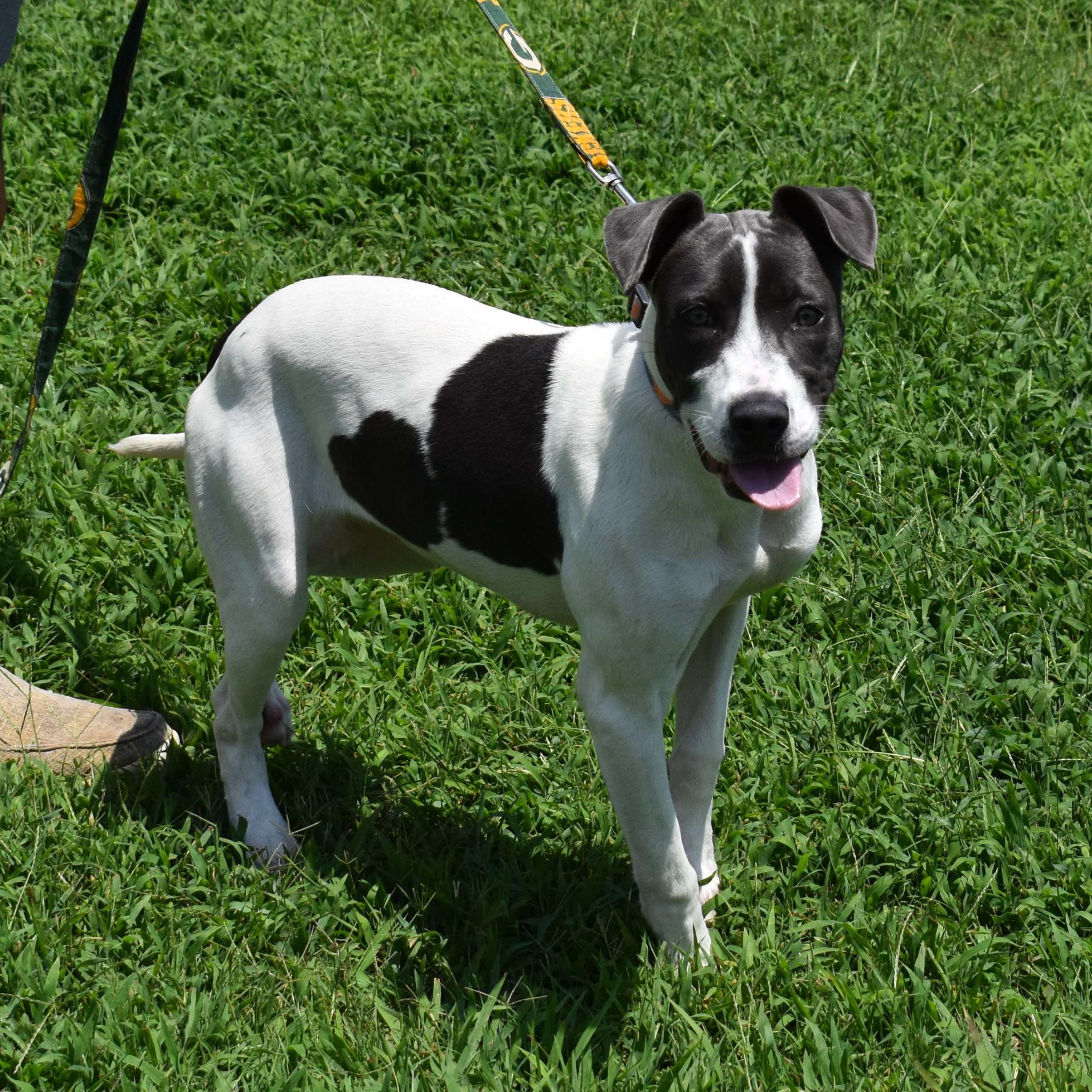 Enlarge Thelma, a ADOPTABLE mixed breed in Searcy, AR image 3/6
