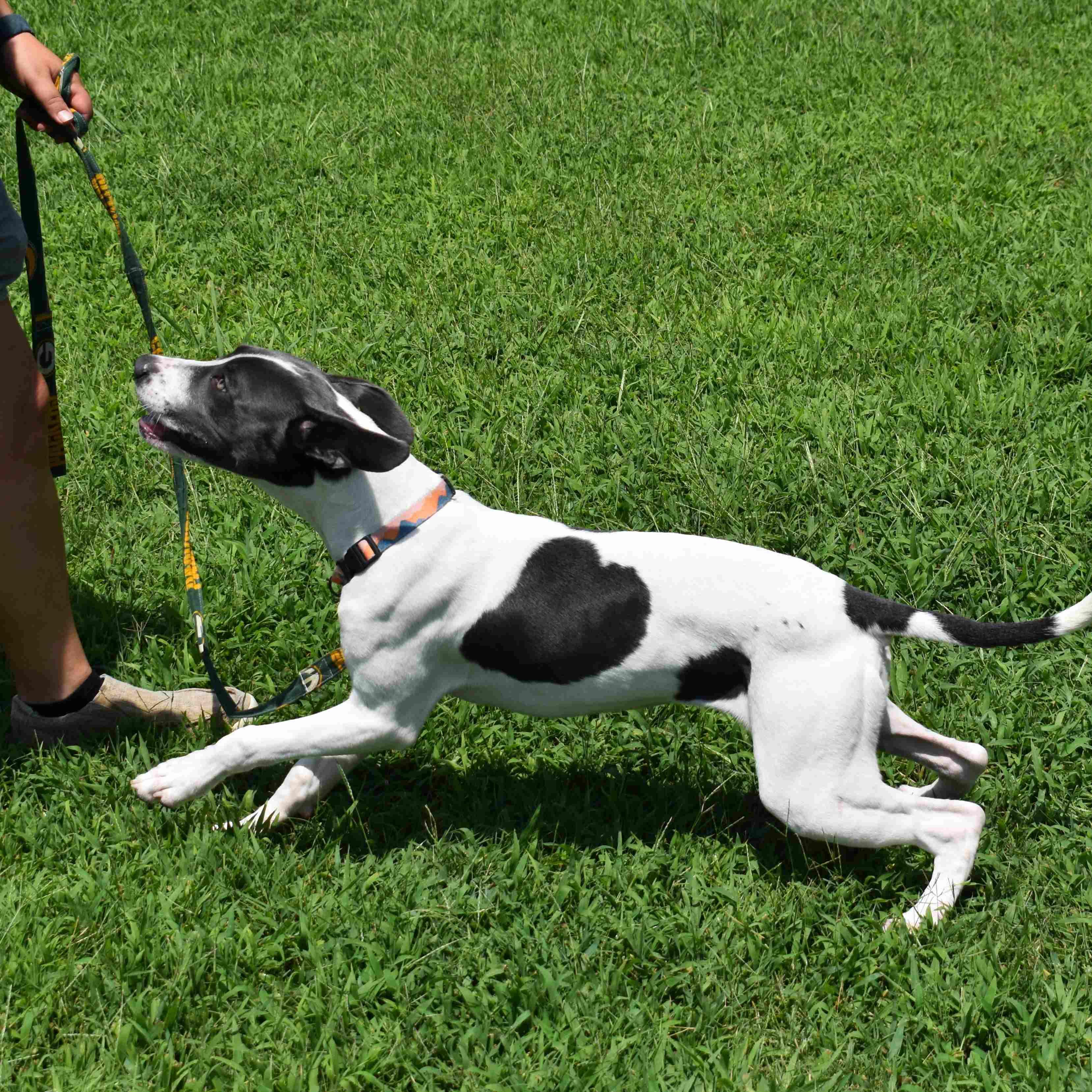 Enlarge Thelma, a ADOPTABLE mixed breed in Searcy, AR image 5/6