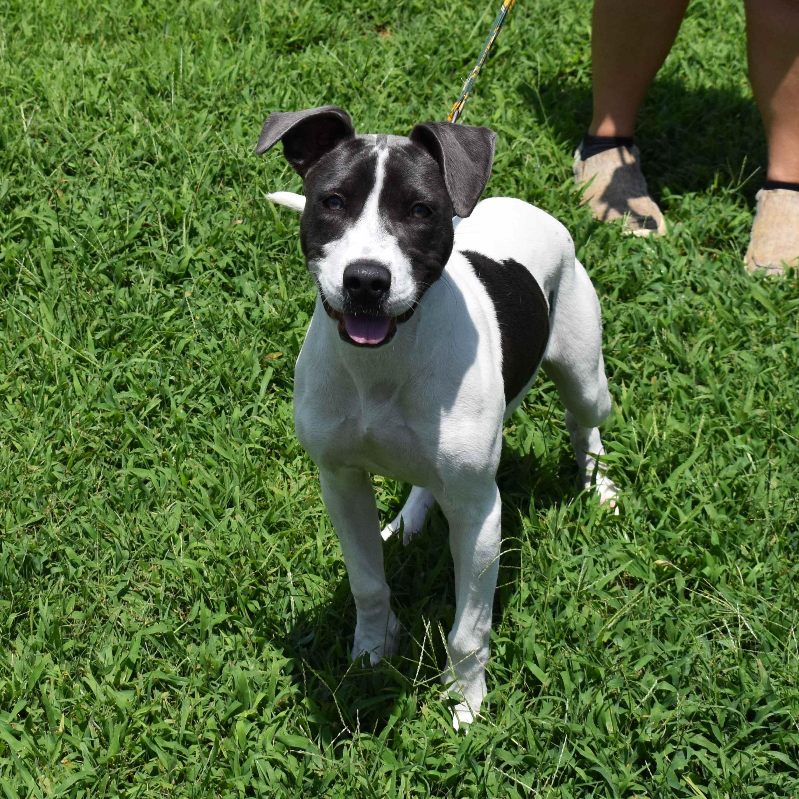 Enlarge Thelma, a ADOPTABLE mixed breed in Searcy, AR image 2/6