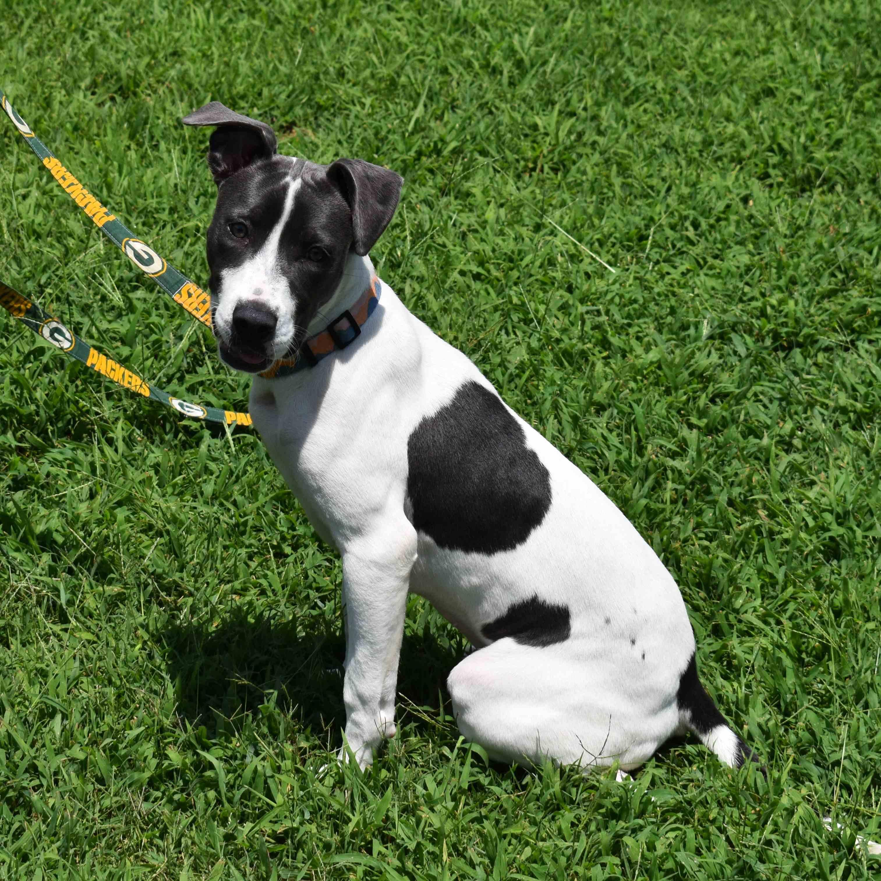 Thelma, ADOPTABLE, Puppy Female Pit Bull Terrier.