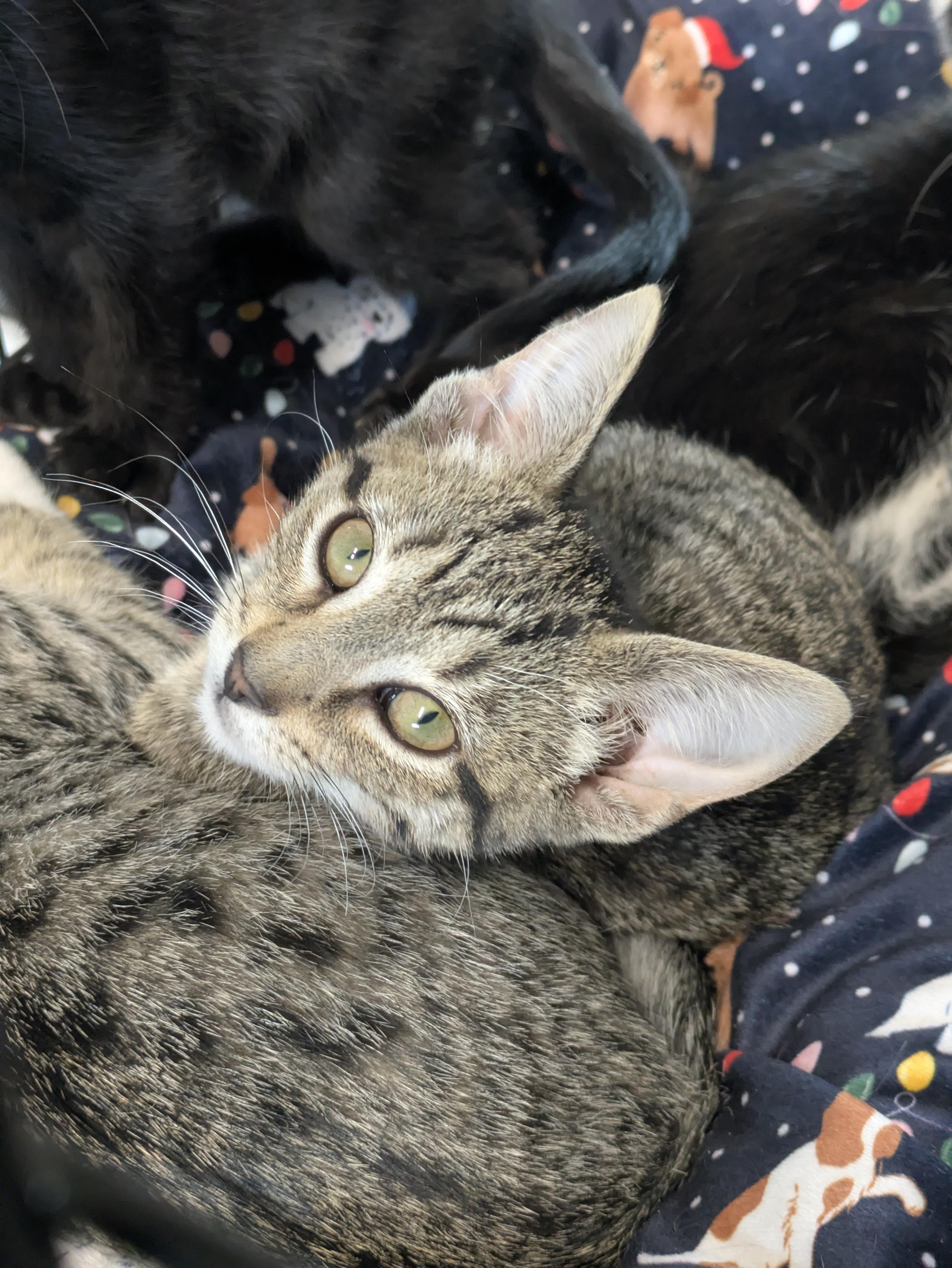 Fischl, adopted, Young Female Domestic Short Hair.