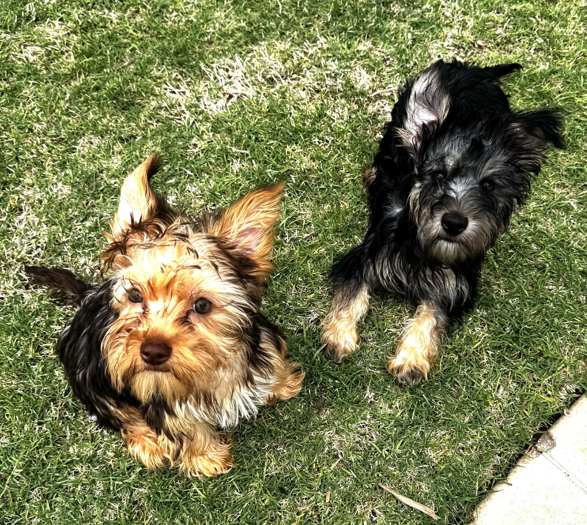 Cooper, adopted, Young Male Yorkshire Terrier.
