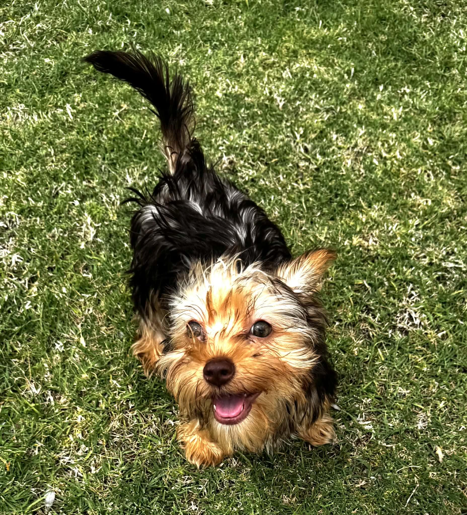 Cooper, an adopted mixed breed in Piedmont, OK image 2/4
