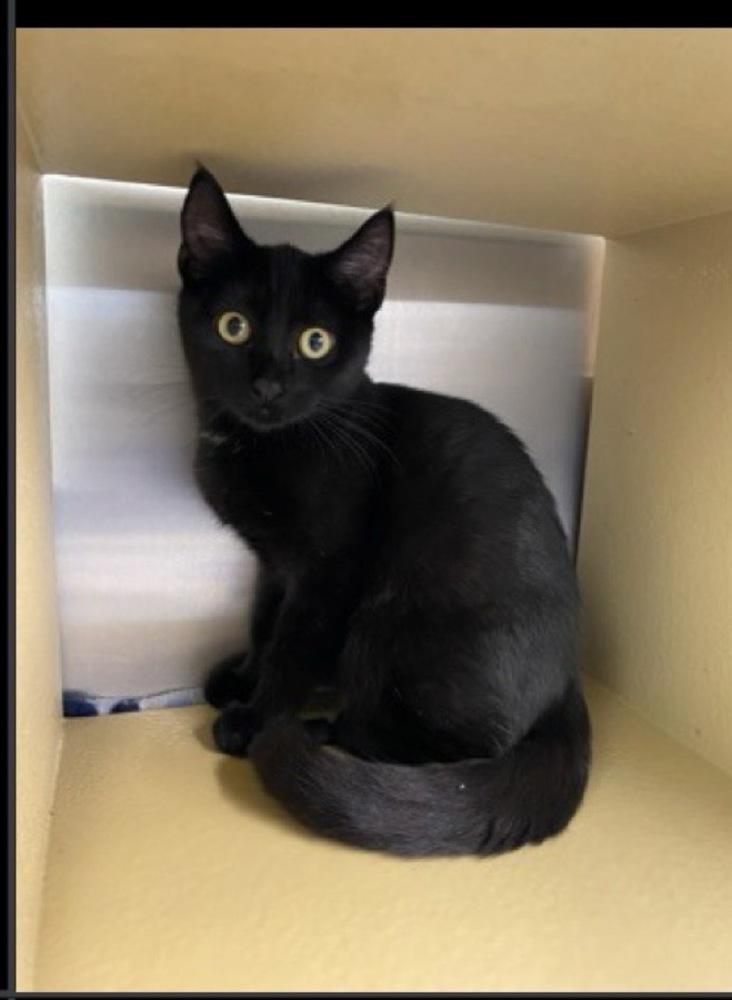 Toothless, Adoptable, Kitten Female Domestic Short Hair.