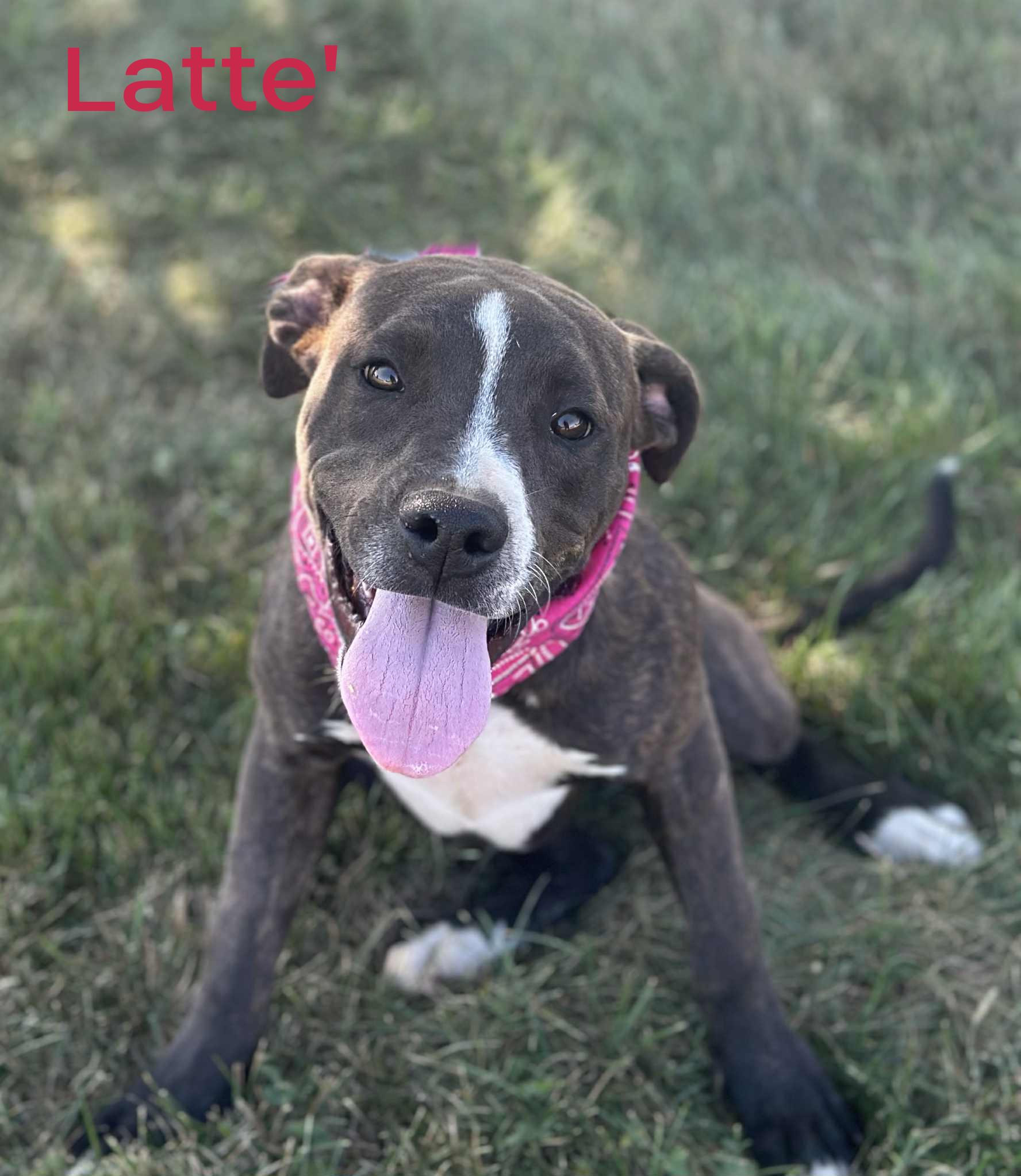 Latte'