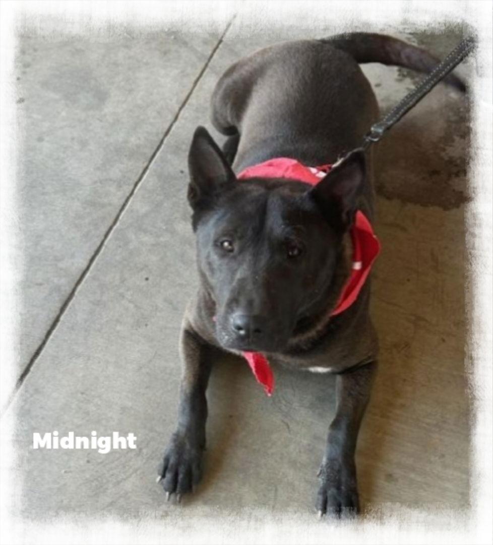 Midnight, Adoptable, Adult Female Black Labrador Retriever.