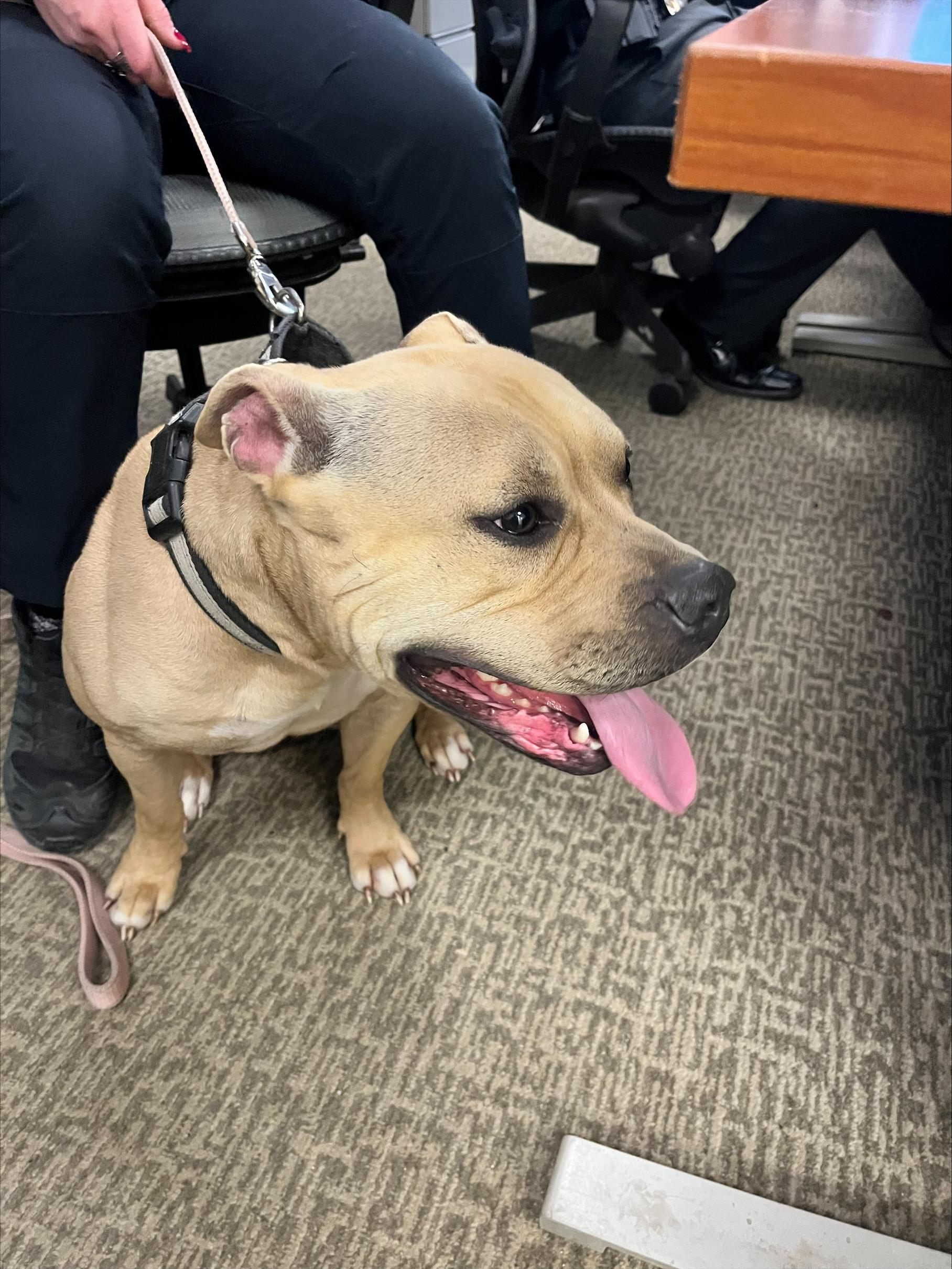 Sassy aka Sassy Pants, Adoptable, Young Female Pit Bull Terrier.