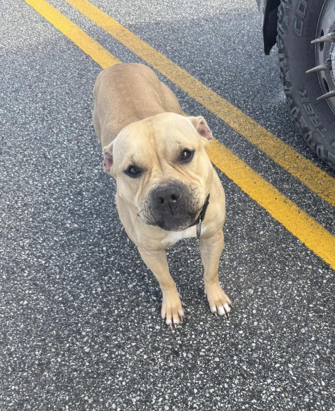 Enlarge Sassy aka Sassy Pants, a Adoptable Pit Bull Terrier in Bristol, VT image 3/3