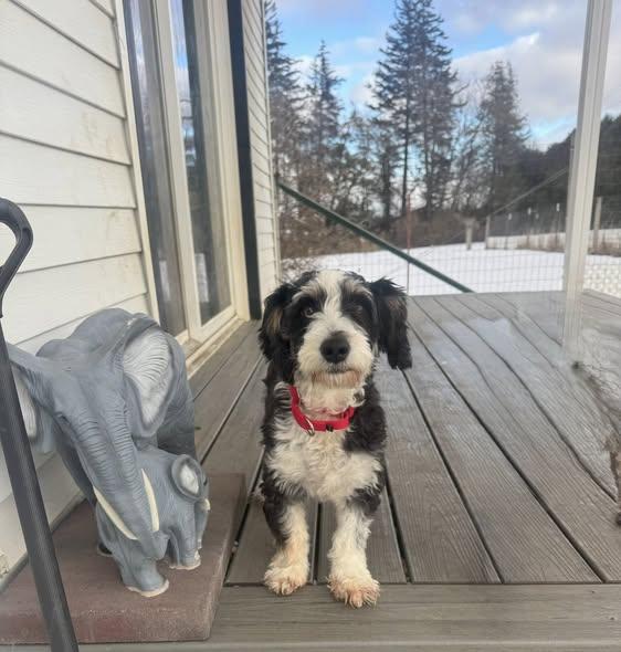 Enlarge Linny, an adopted Bernadoodle in Decorah, IA image 3/4