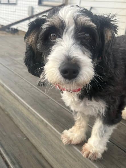 Linny, adopted, Adult Female Bernadoodle.