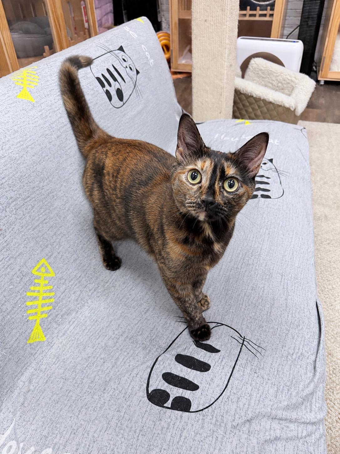 Terri, an adopted American Shorthair in Philadelphia, PA image 2/5