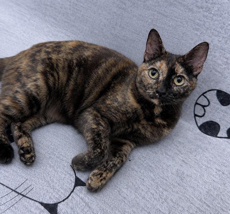Terri, an adopted American Shorthair in Philadelphia, PA image 3/5
