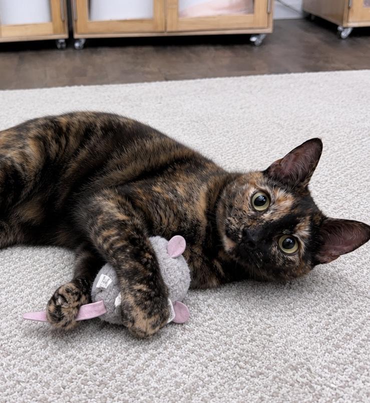 Terri, an adopted American Shorthair in Philadelphia, PA image 5/5