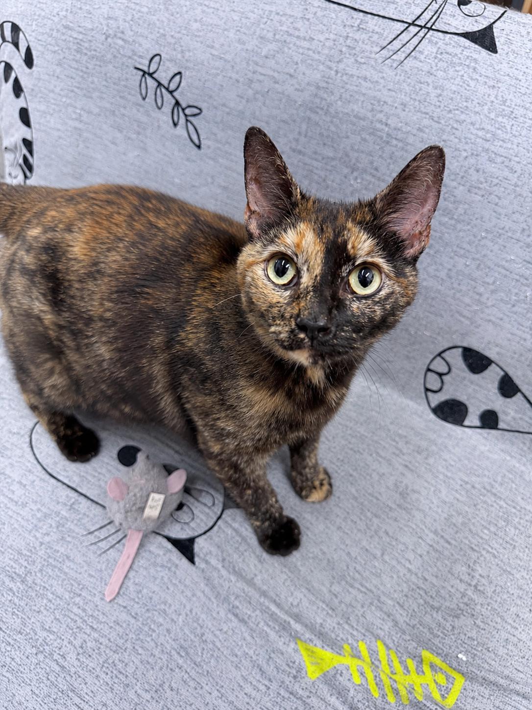 Terri, adopted, Young Female American Shorthair.
