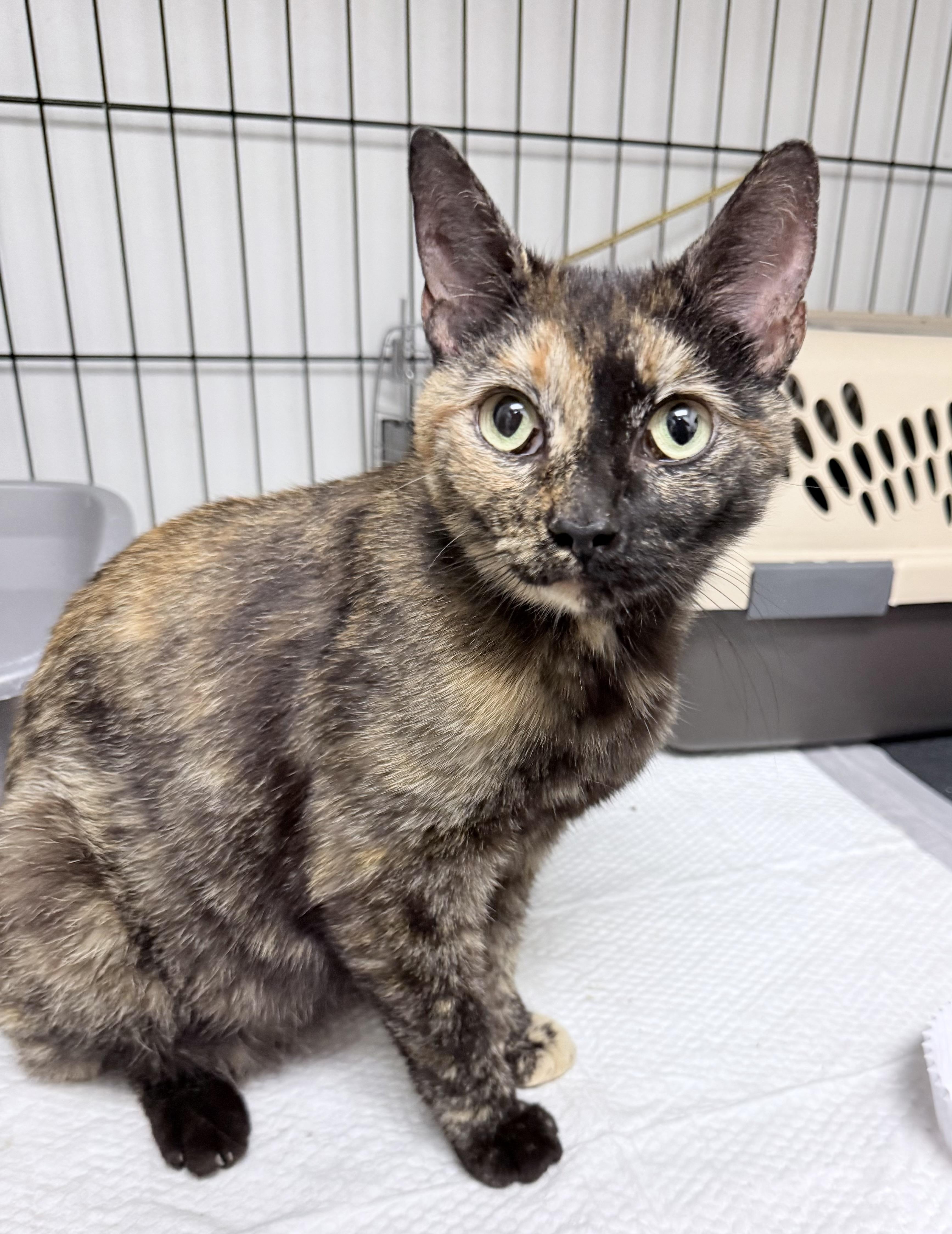 Terri, an adopted American Shorthair in Philadelphia, PA image 4/5