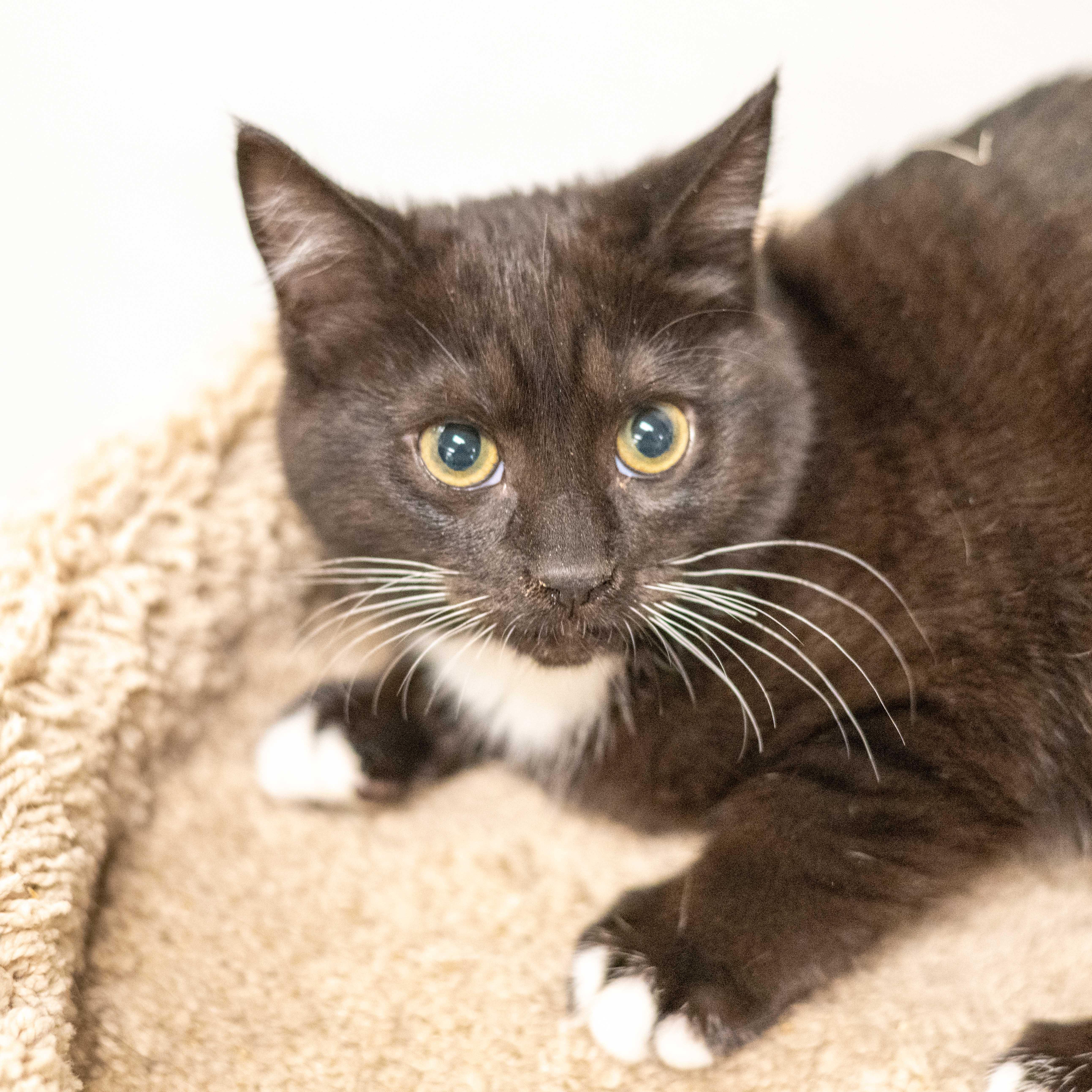 Enlarge Juanita, a ADOPTABLE Domestic Short Hair in Hilton Head Island, SC image 1/2