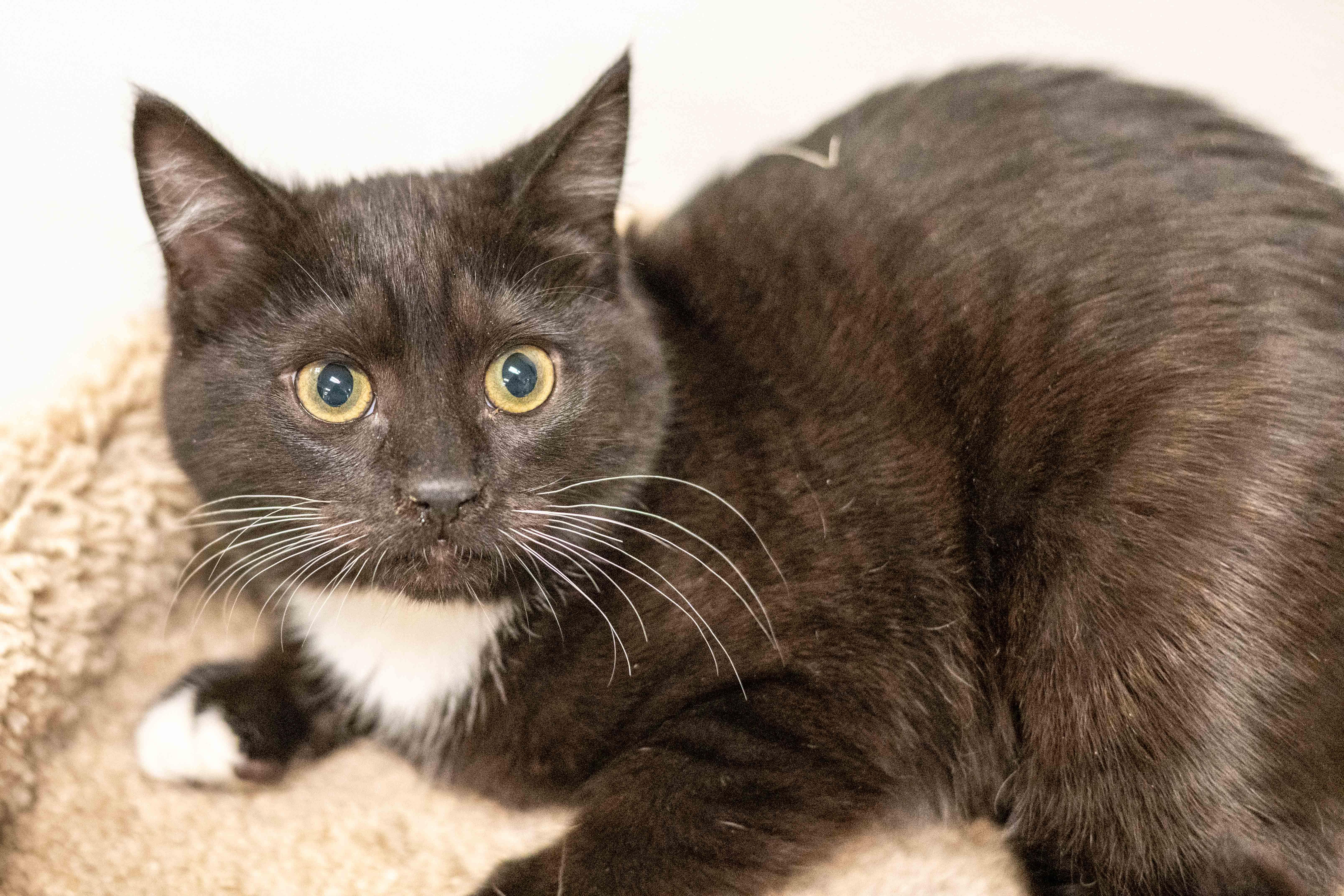 Enlarge Juanita, a ADOPTABLE Domestic Short Hair in Hilton Head Island, SC image 2/2