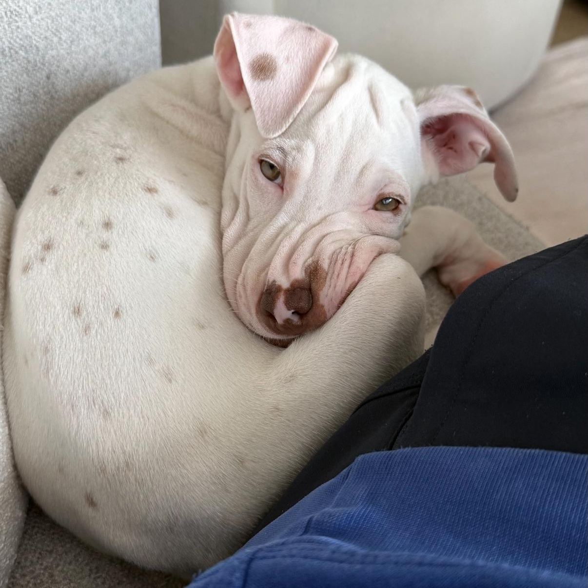 Enlarge Dewey, The Curious Brother, a Adoptable mixed breed in PORTLAND, ME image 2/6