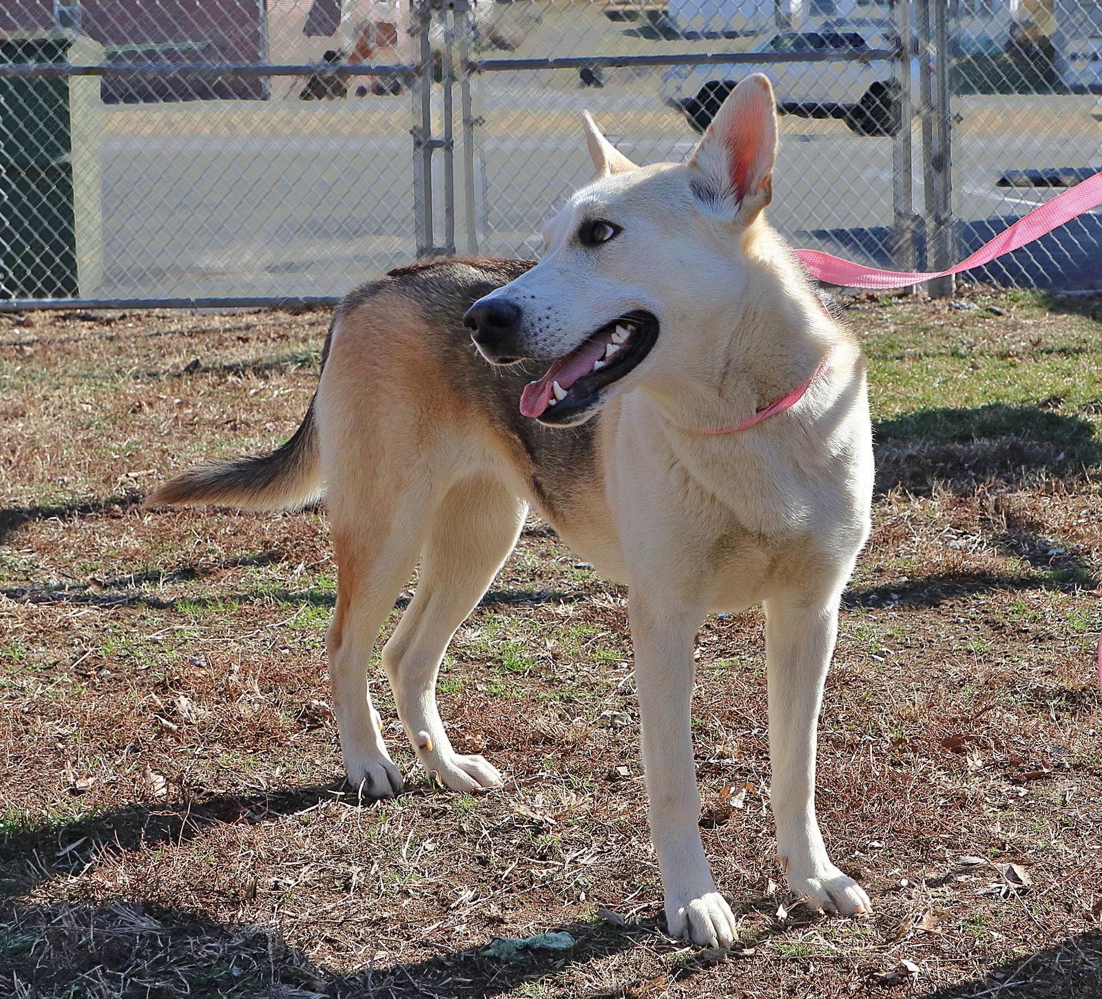 Enlarge Beauty/Sheba, a Adopted mixed breed in Union, WV image 1/3