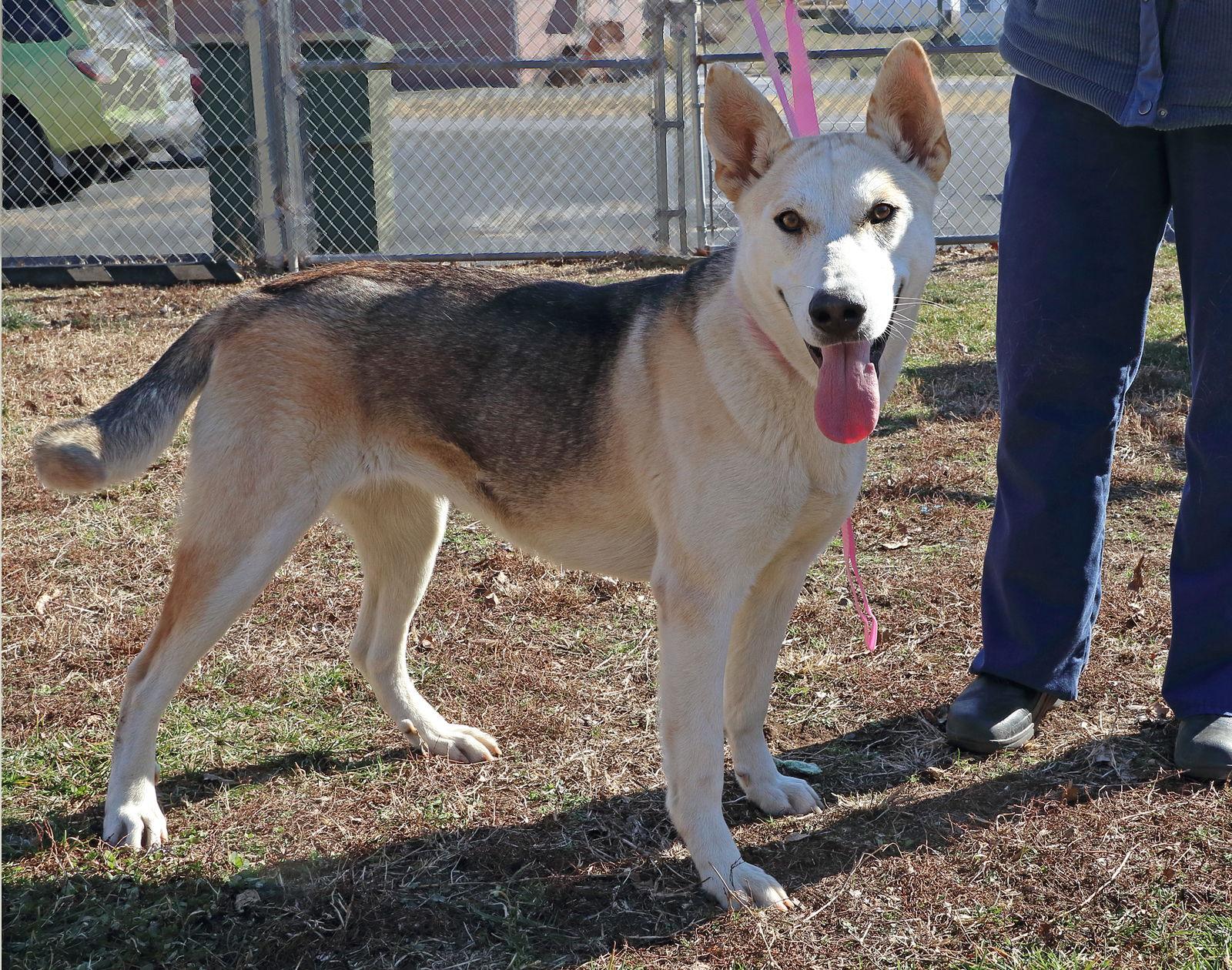 Beauty/Sheba, Adopted, Young Female German Shepherd Dog & Husky.