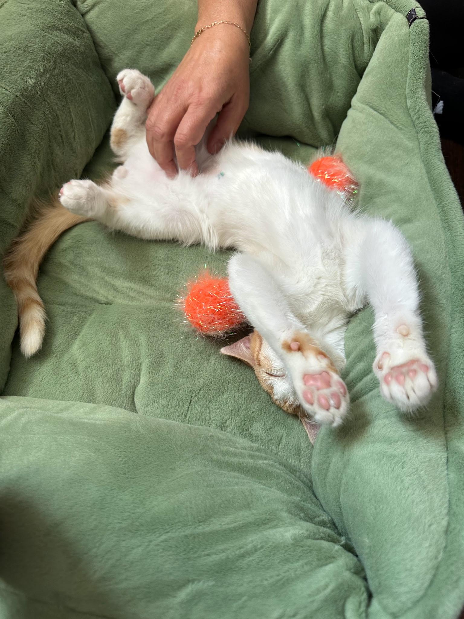 Popcorn, ADOPTABLE, Kitten Male Domestic Short Hair.