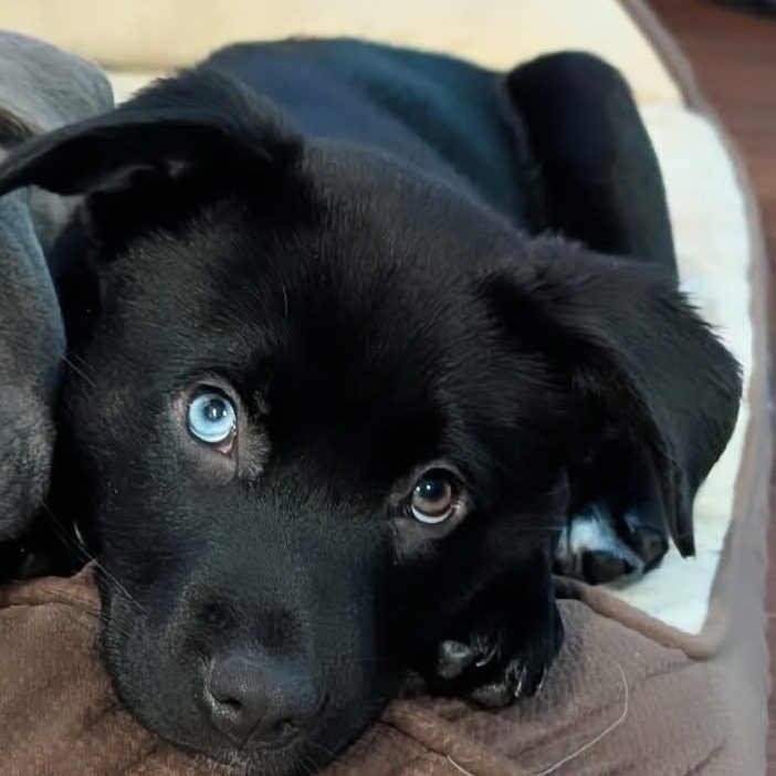 Enlarge Mimi, a ADOPTABLE mixed breed in Kenmore, NY image 1/1