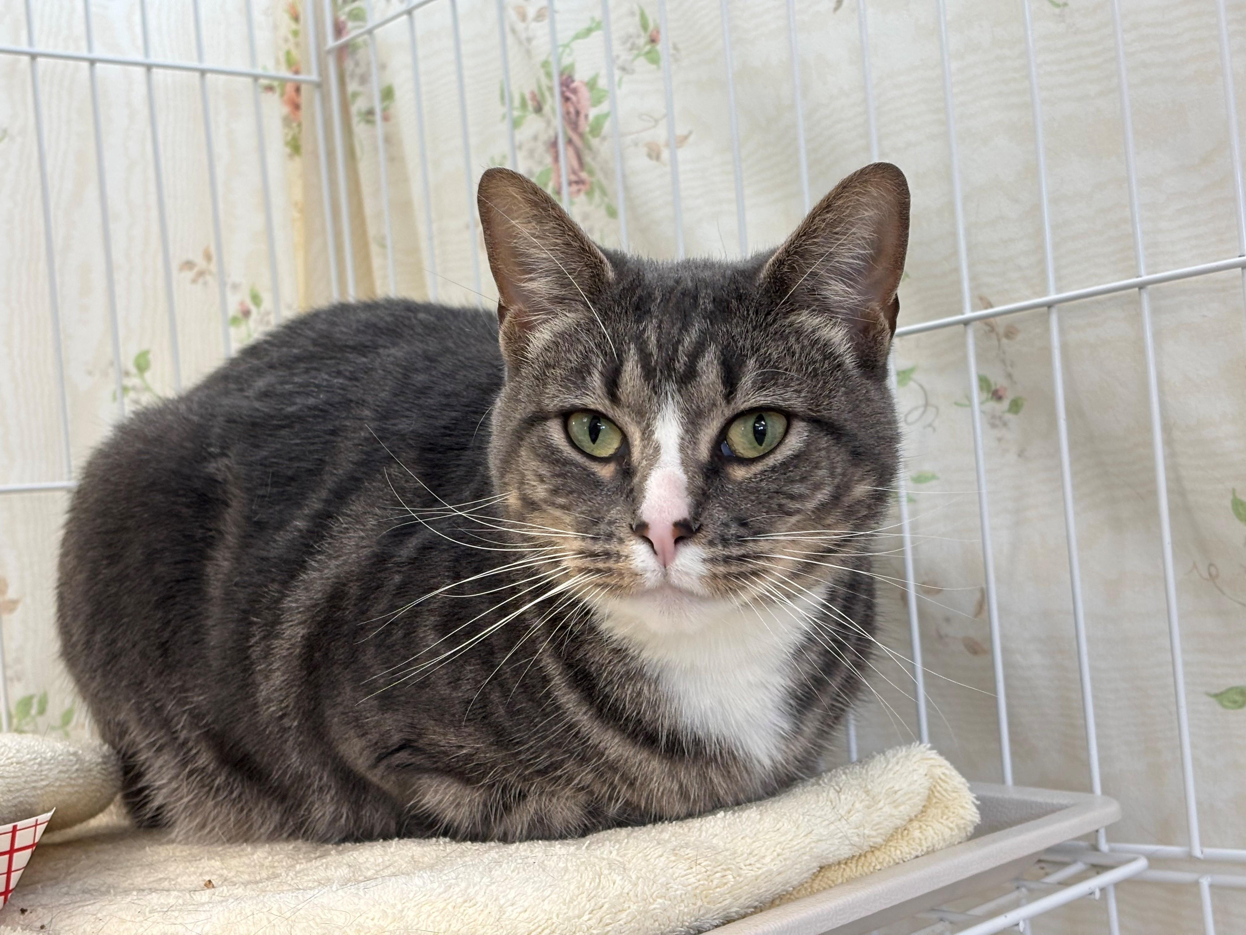 Bella Boop, a ADOPTABLE Tabby in Grants Pass, OR image 1/2