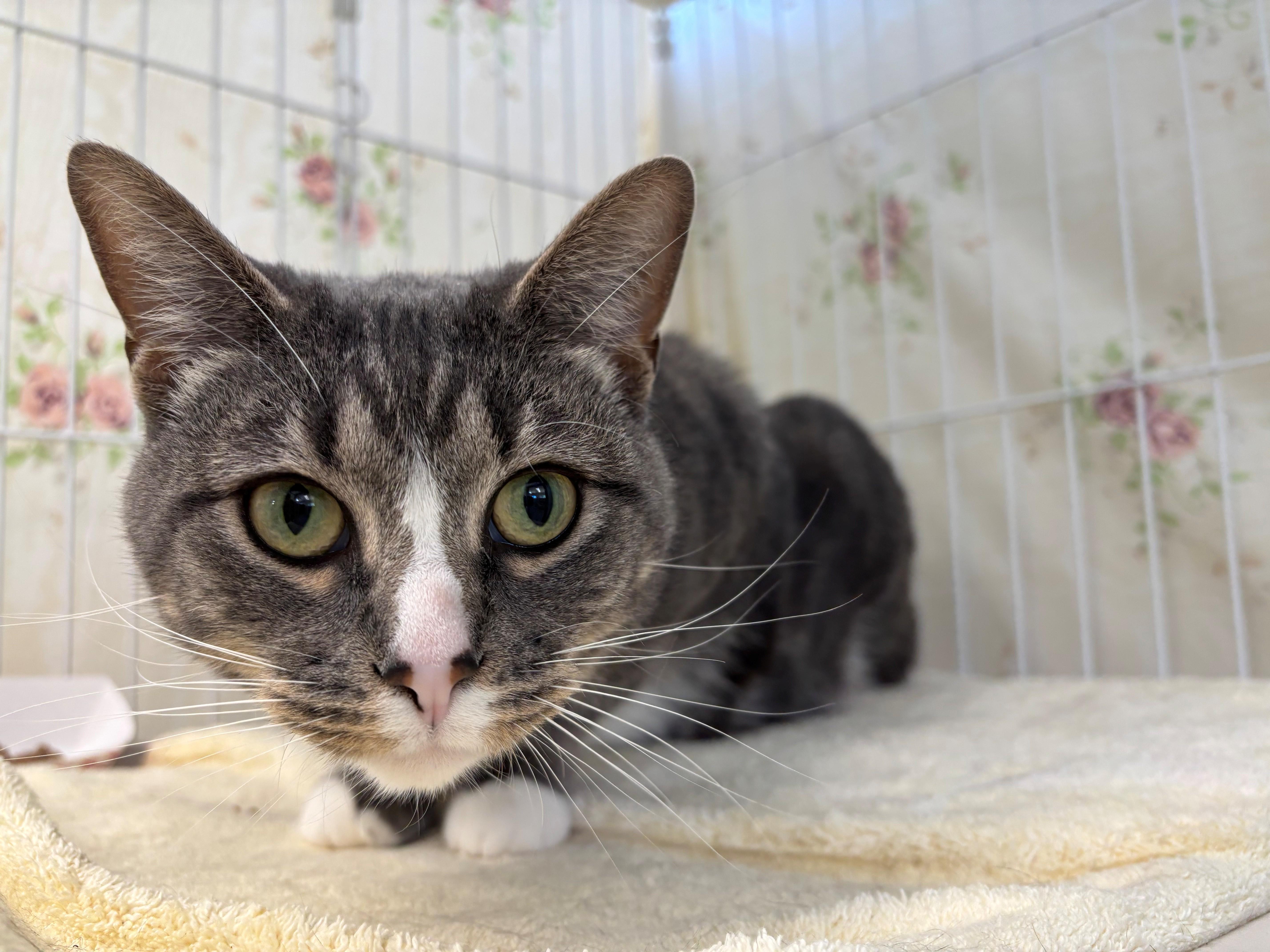 Bella Boop, a ADOPTABLE Tabby in Grants Pass, OR image 2/2
