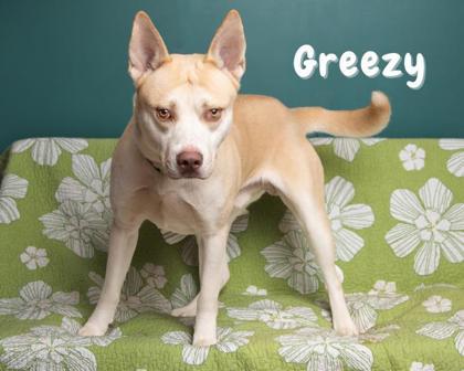 Enlarge Greezy, a Adoptable mixed breed in Savannah, GA image 1/3