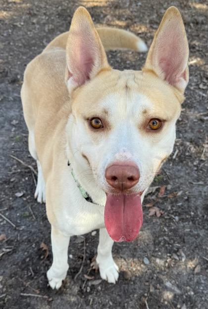 Enlarge Greezy, a Adoptable mixed breed in Savannah, GA image 2/3