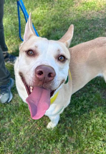 Enlarge Greezy, a Adoptable mixed breed in Savannah, GA image 2/3