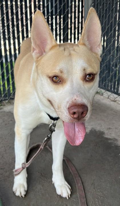 Enlarge Greezy, a Adoptable mixed breed in Savannah, GA image 3/3