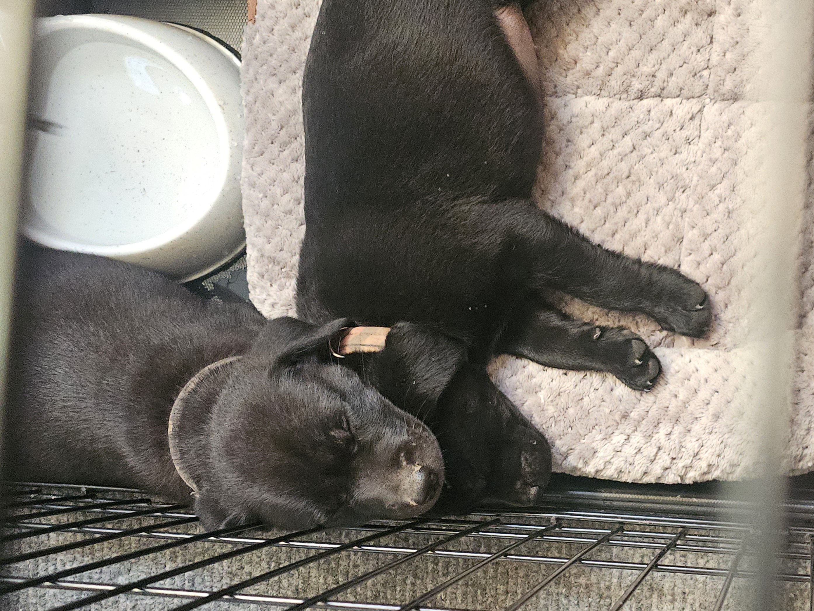 Simon, Adopted, Puppy Male Black Labrador Retriever & Beagle.