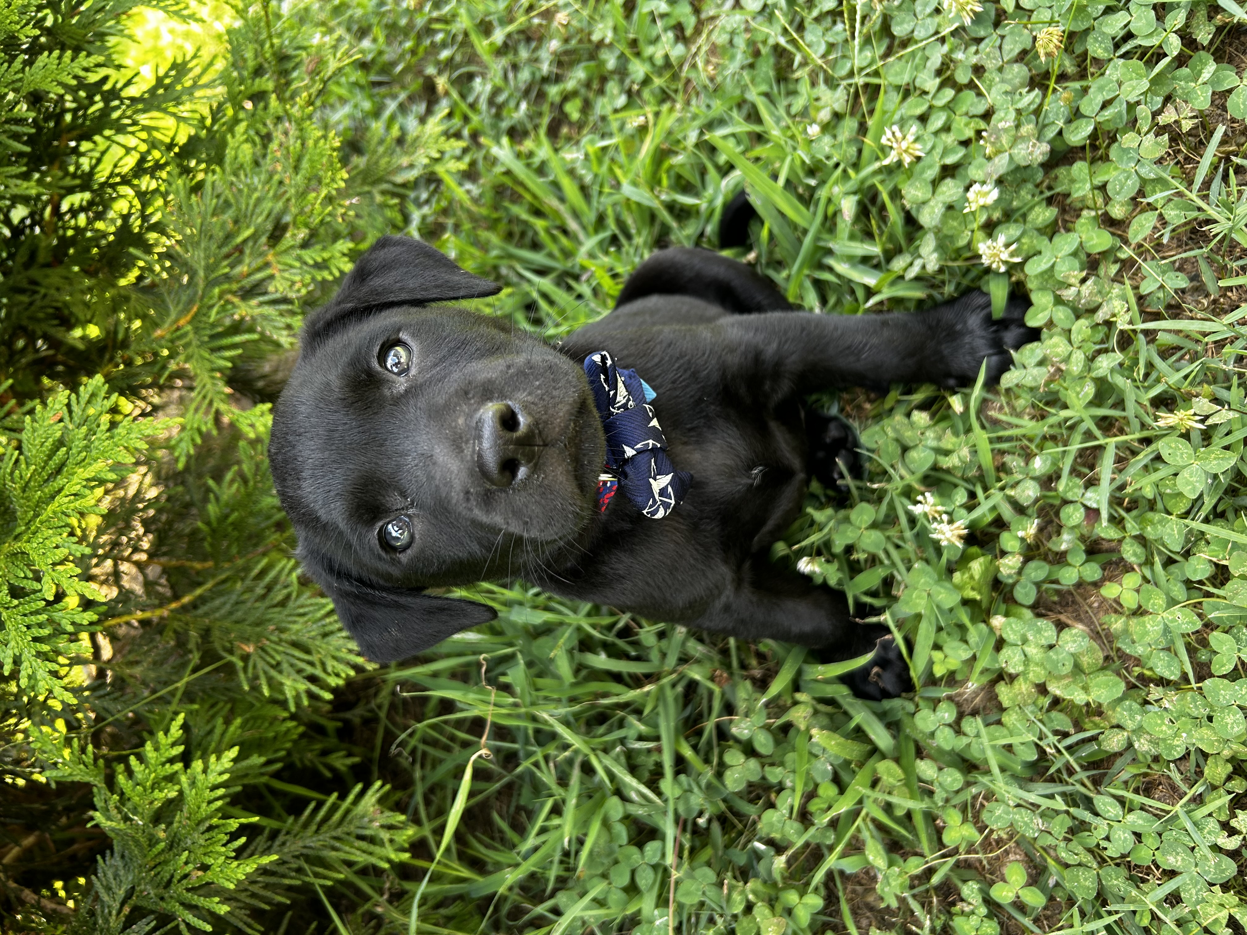 Enlarge Simon, a Adopted mixed breed in Indian Trail, NC image 2/3