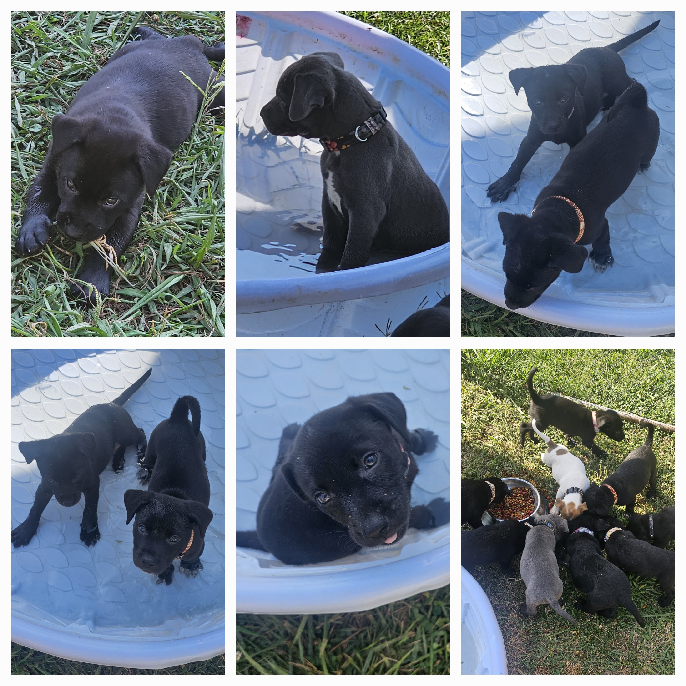 Enlarge Simon, a Adopted mixed breed in Indian Trail, NC image 3/3