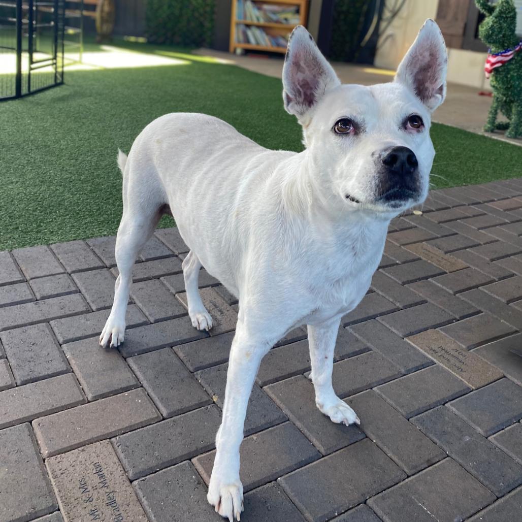 Juniper AKA Whitey 3108