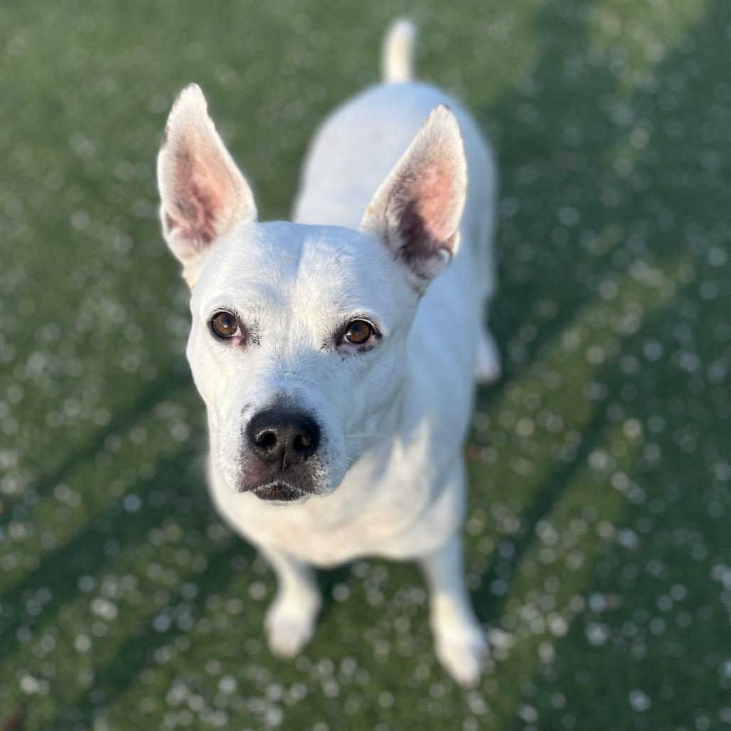 Juniper AKA Whitey 3108 — thumbnail 2