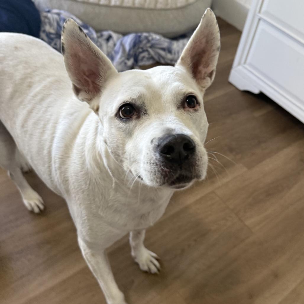 Juniper AKA Whitey 3108 — thumbnail 3