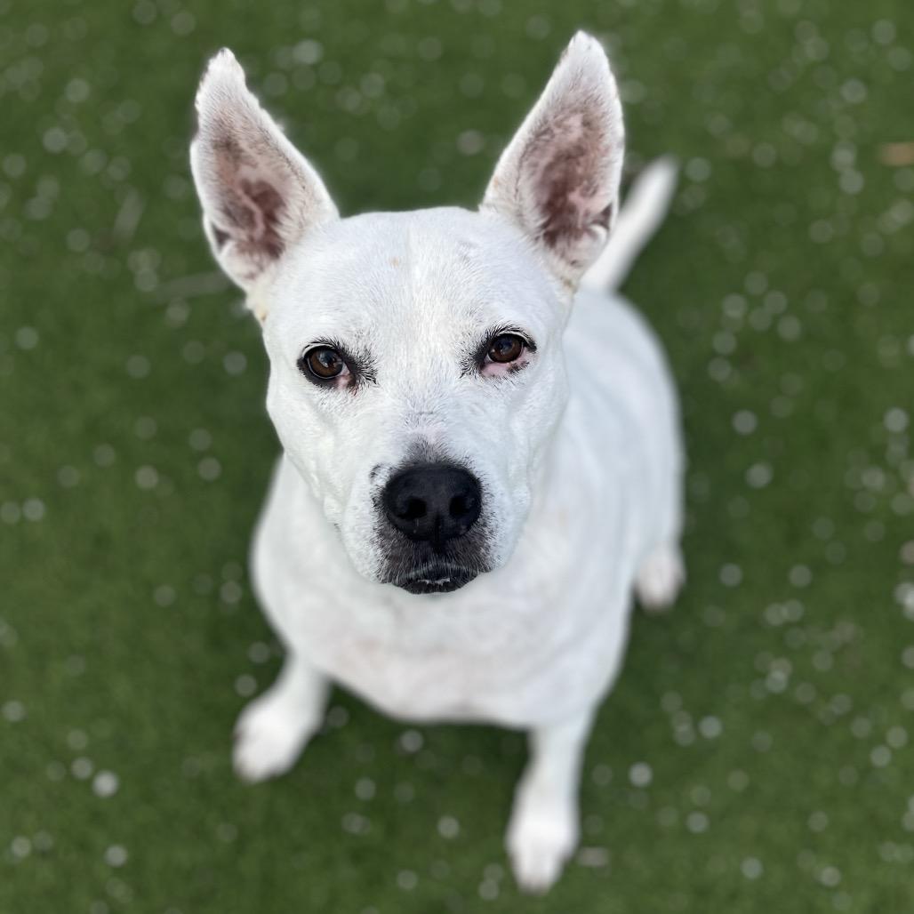 Juniper AKA Whitey 3108 — thumbnail 4