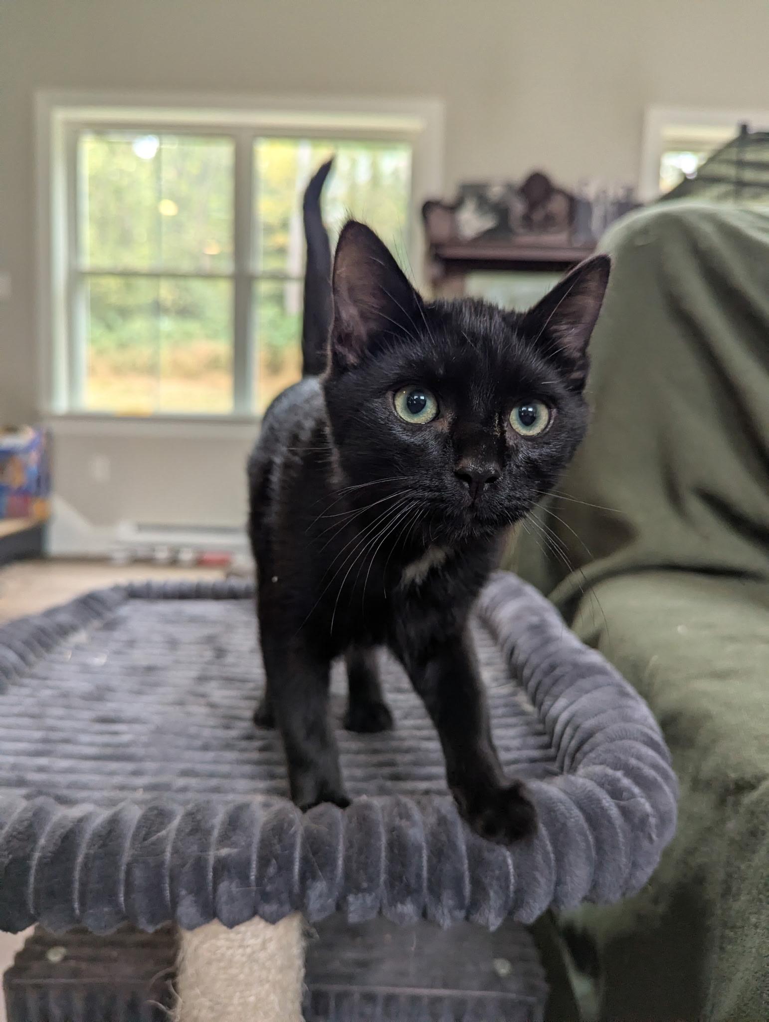 Enlarge Malcolm, a Adoptable Domestic Short Hair in lititz, PA image 4/4