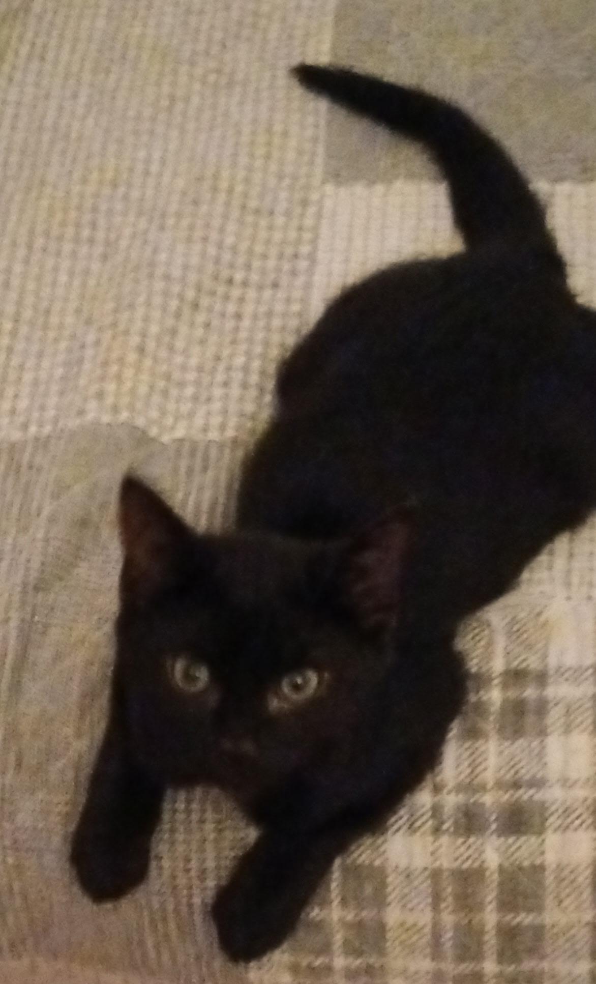 Malcolm, Adoptable, Young Male Domestic Short Hair.