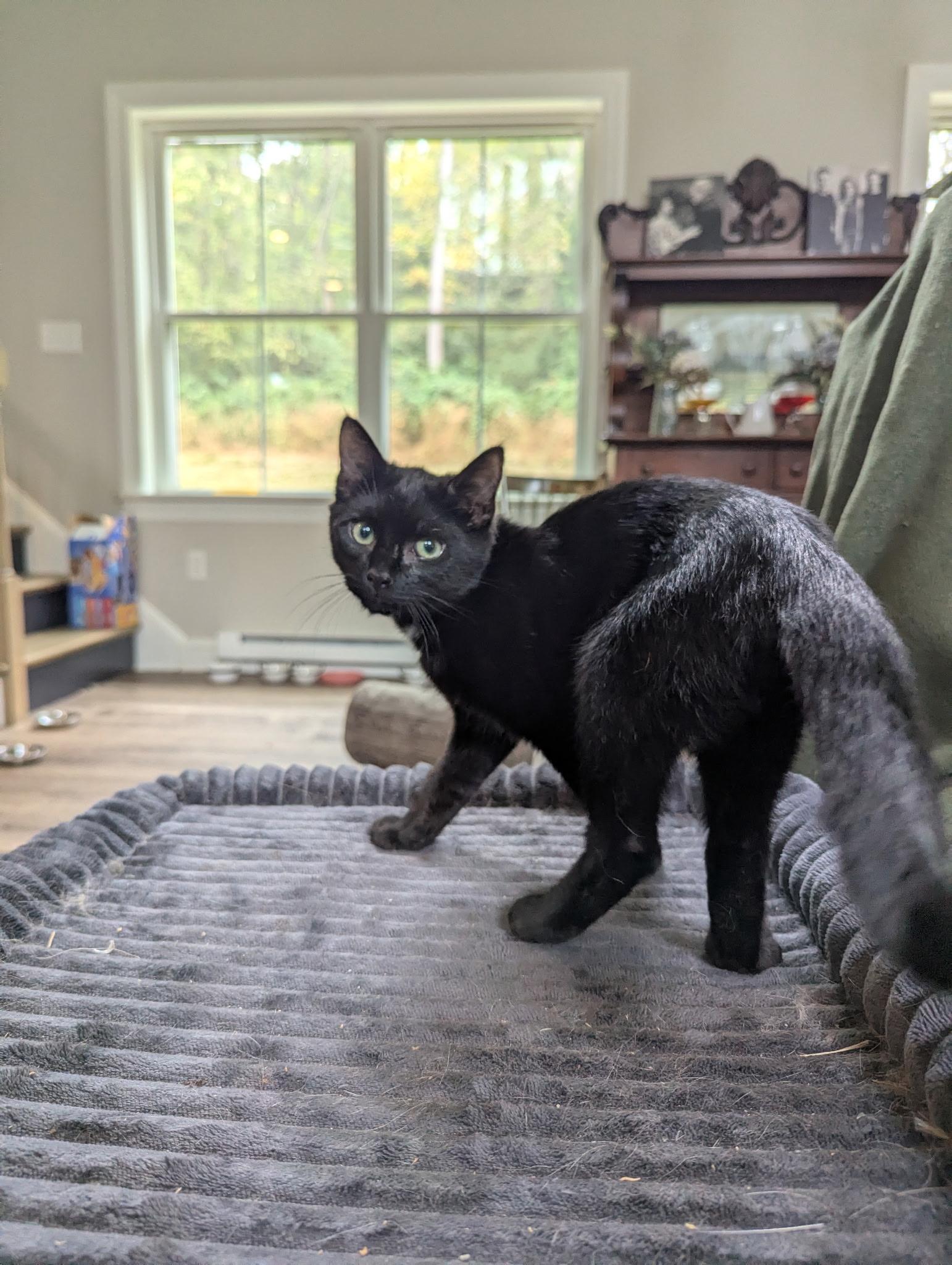 Enlarge Malcolm, a Adoptable Domestic Short Hair in lititz, PA image 3/4